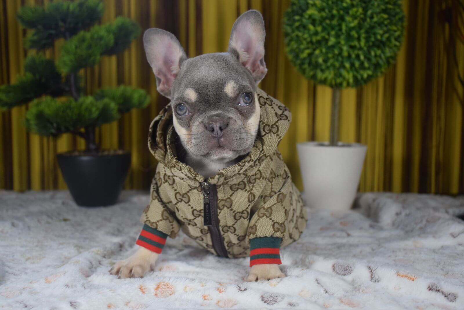 Ana french bulldog sales farm